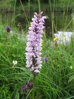...with orchids by the towpath